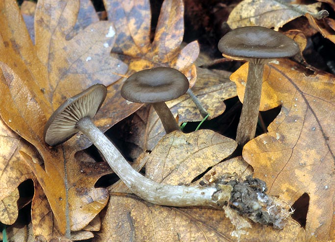 Pseudoclitocybe cyathiformis